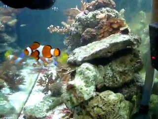 aquarium eau de mer laurent