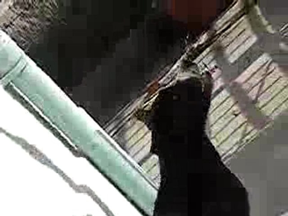 Keya Ã  15 mois - une vidÃ©o Animaux