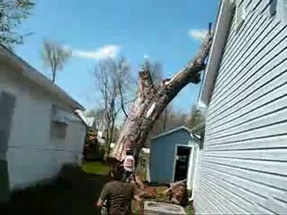 Régis coupe un arbre