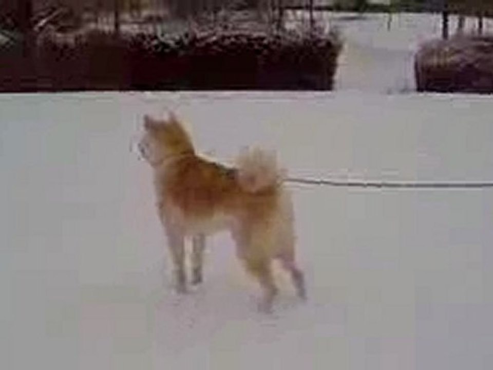 Balade dans la neige