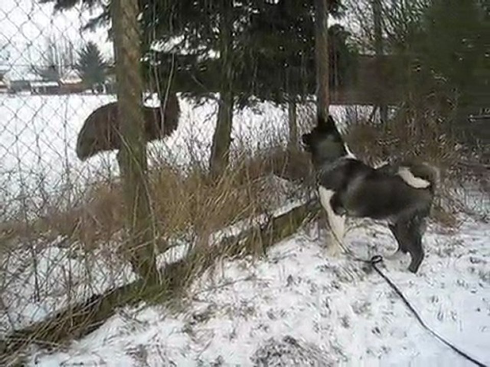 Akita - Rencontre du 3ème type!