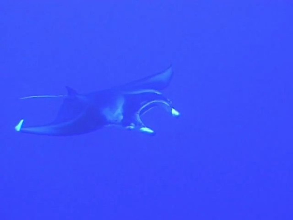 raie manta en Polynésie