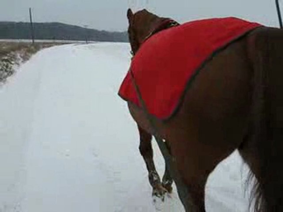 Syrianaa, SF de 3 ans, aux longues rènes en balade