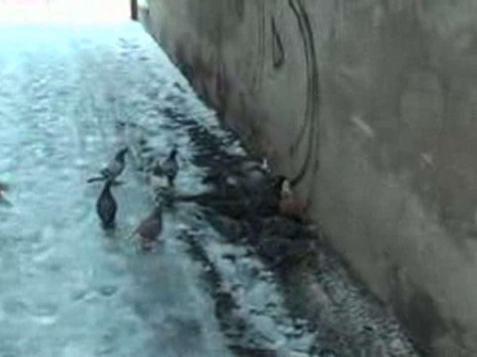 Neige et pigeons le 10-01-2010