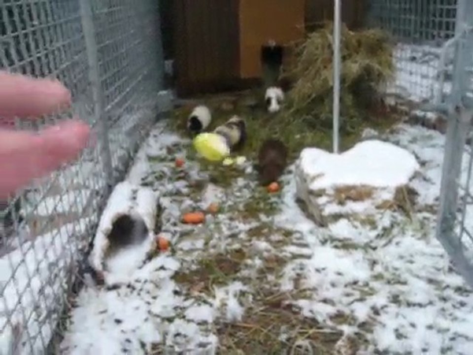les chons dans la neige 2