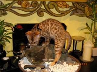 CHATONS BENGAL DU 11 SEPTEMBRE 2009