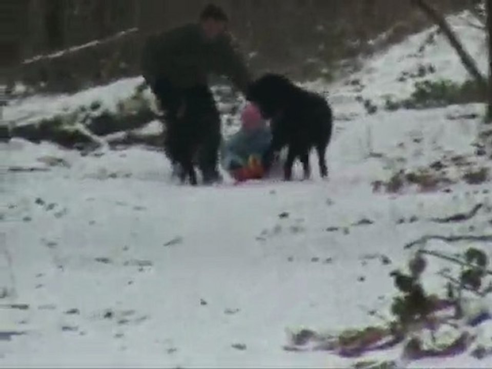 cani-luge à 2 chiens