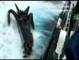 Collision d’un anti-baleinier avec un bateau Japonais