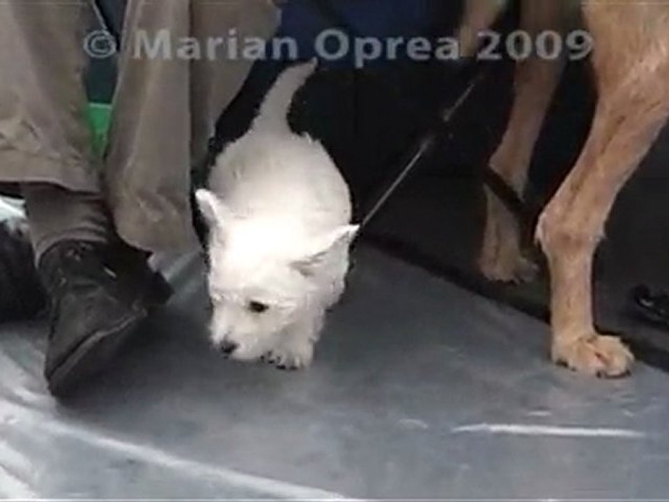 Expozitie Canina la Cluj Napoca