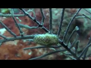 Saint Martin 2009 teaser