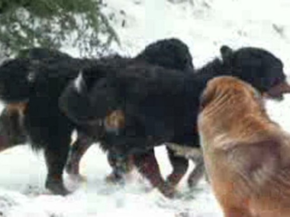 Neige 10 Janvier 2010