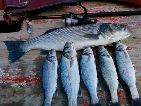 çinekop avımız gelibolu