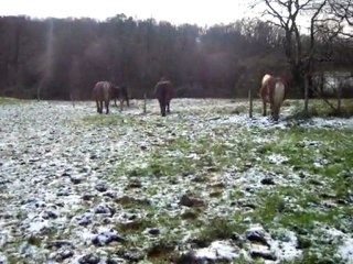 La neige et les chevaux