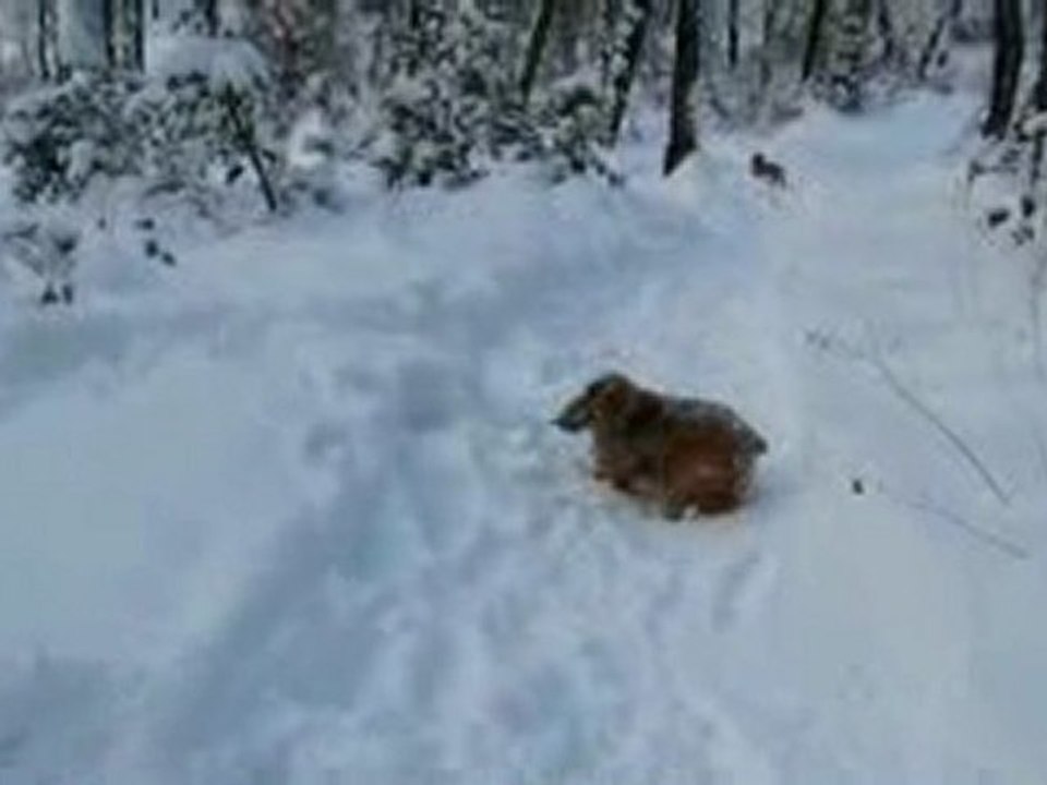 neige le 10/01/2010
