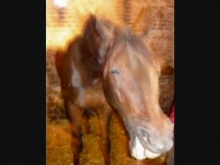 mon centre équestre