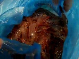 crevettes