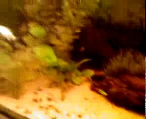 Mes poisons dans l aquaruin de 180 litres