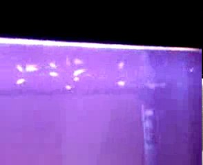 Jeunes de poisons dans l aquaruin de 60 litres