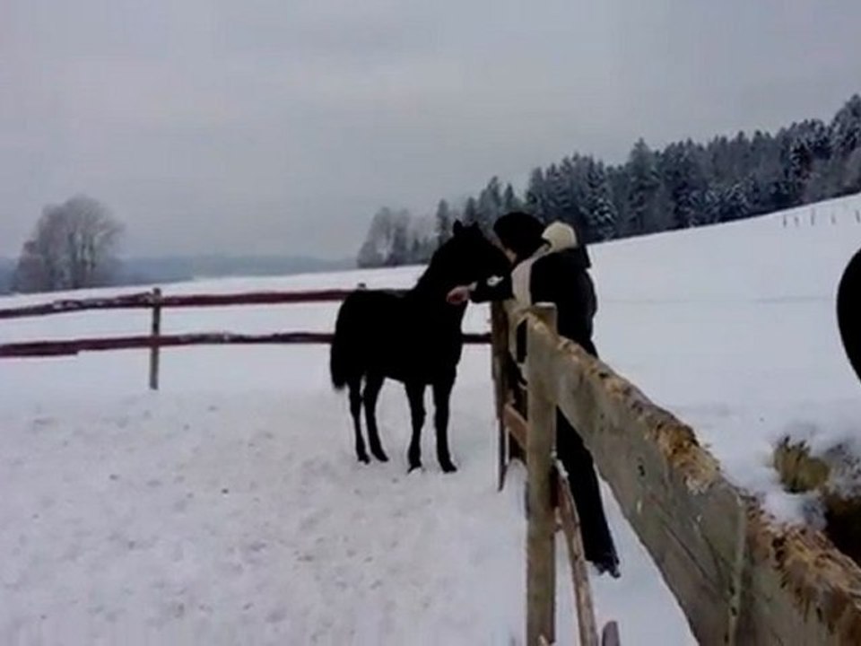 Kenaï mon poulain de 6mois et demi