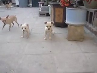 Cute small dogs VS Toy