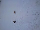 dixou et lebrone ds la neige!!!!