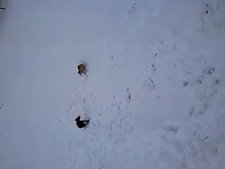 dixou et lebrone ds la neige!!!!