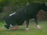 La maladie de la vache folle farine animal