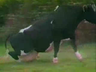 La maladie de la vache folle farine animal