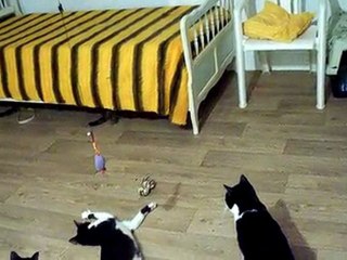 les minous de  s.o.s chats libres chez une  bénévole