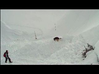 Chiens d avalanche