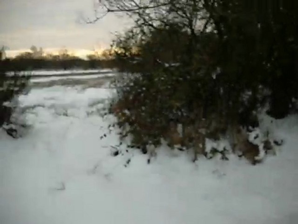 chemin des cochons sous la neige
