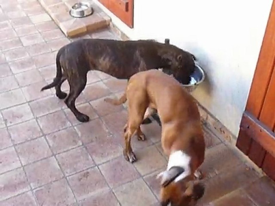 EWANE et EOLE mangent