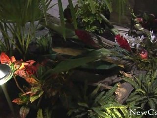 NewCa.com: Oasis - Dream Gardens - 2009 National Home Show