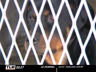 Une fillette violemment agressée par 2 rottweilers (Rhône)
