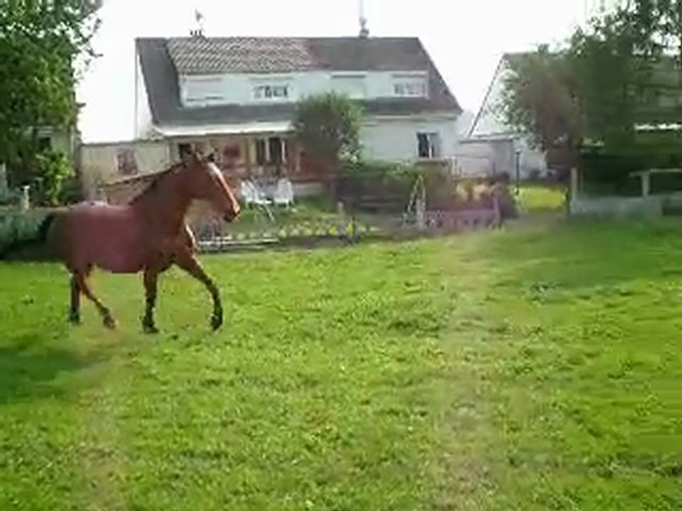 un petit trot juste a la voix
