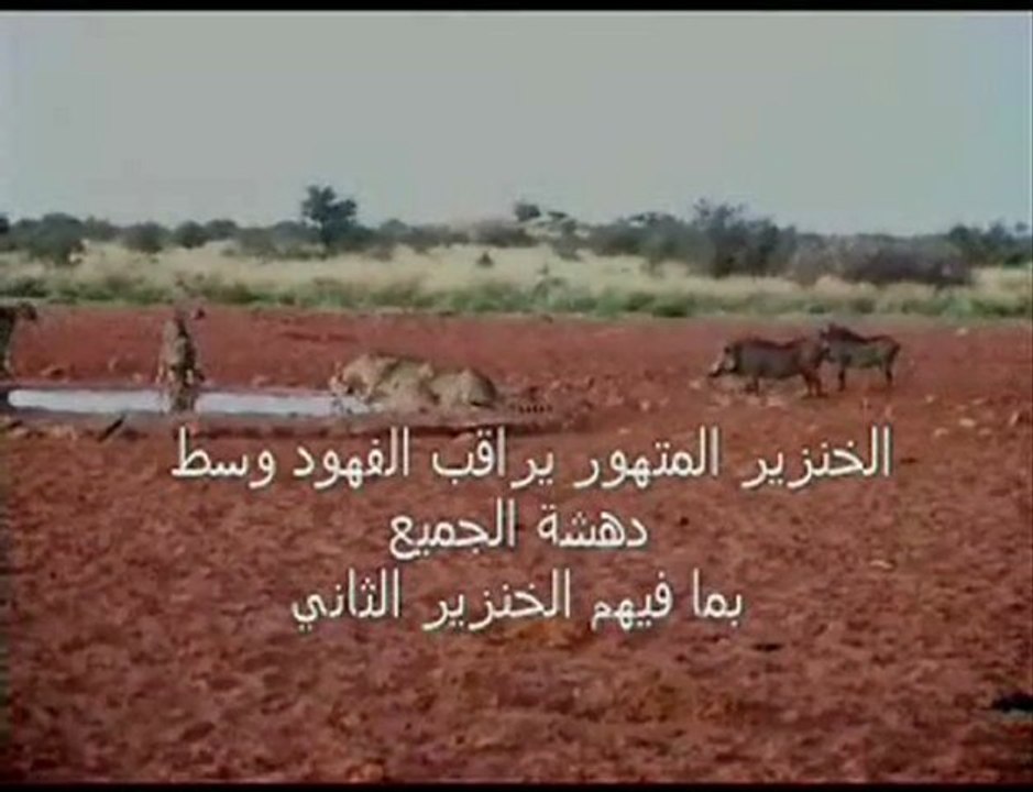 Phacochère attaque guépards