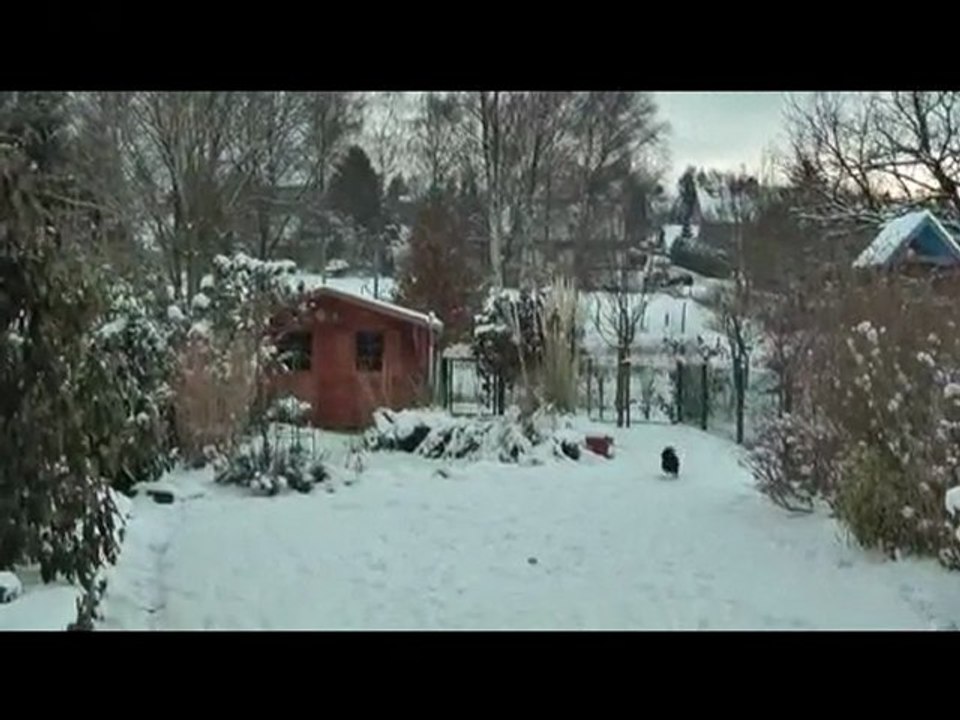 Bolonka Zwetna im Schnee Januar 2010