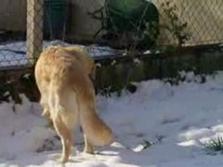 les goldens