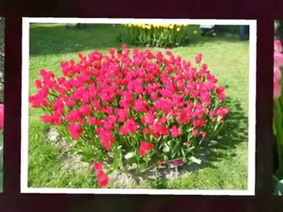 Fête des Tulipes 2009