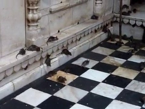 Temple des Rats Bikaner - Rajasthan - Inde