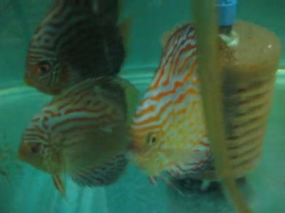 discus