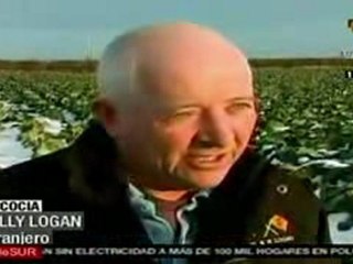 Frío afecta a cosechas