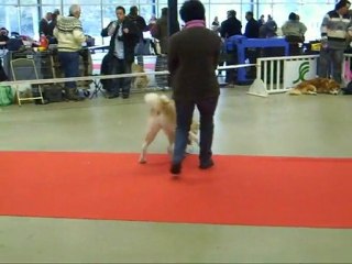 NANAKO Paris Dog Show 2010