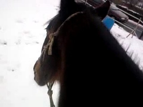 Nyamoko - 11/01/2010. A cru, au licol dans le terrain.