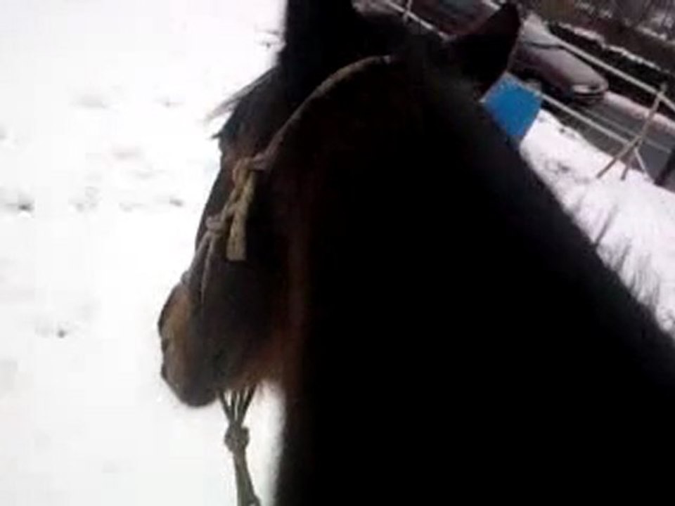 Nyamoko - 11/01/2010. A cru, au licol dans le terrain.