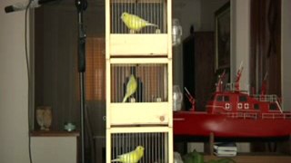 Chant de 3 oiseaux - Malinois waterslager - TAKIS – MAROC