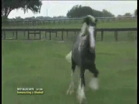 Gypsy Vanner Mare - Blue Skye