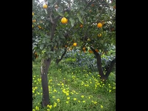 Voyage en Italie-Villafranca-decembre 2009