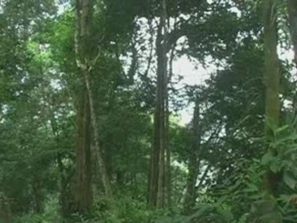 Listen! (Save Javan Gibbon)