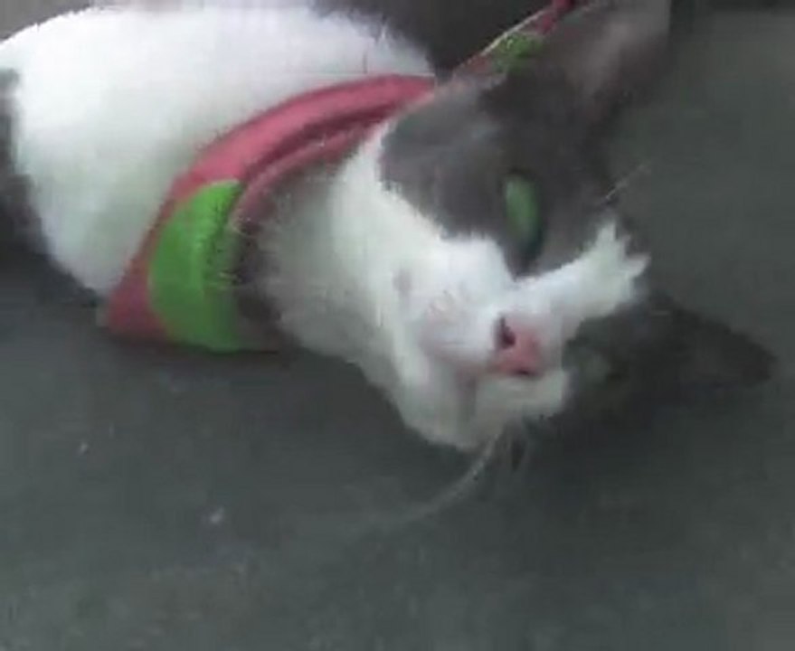 GrayCat